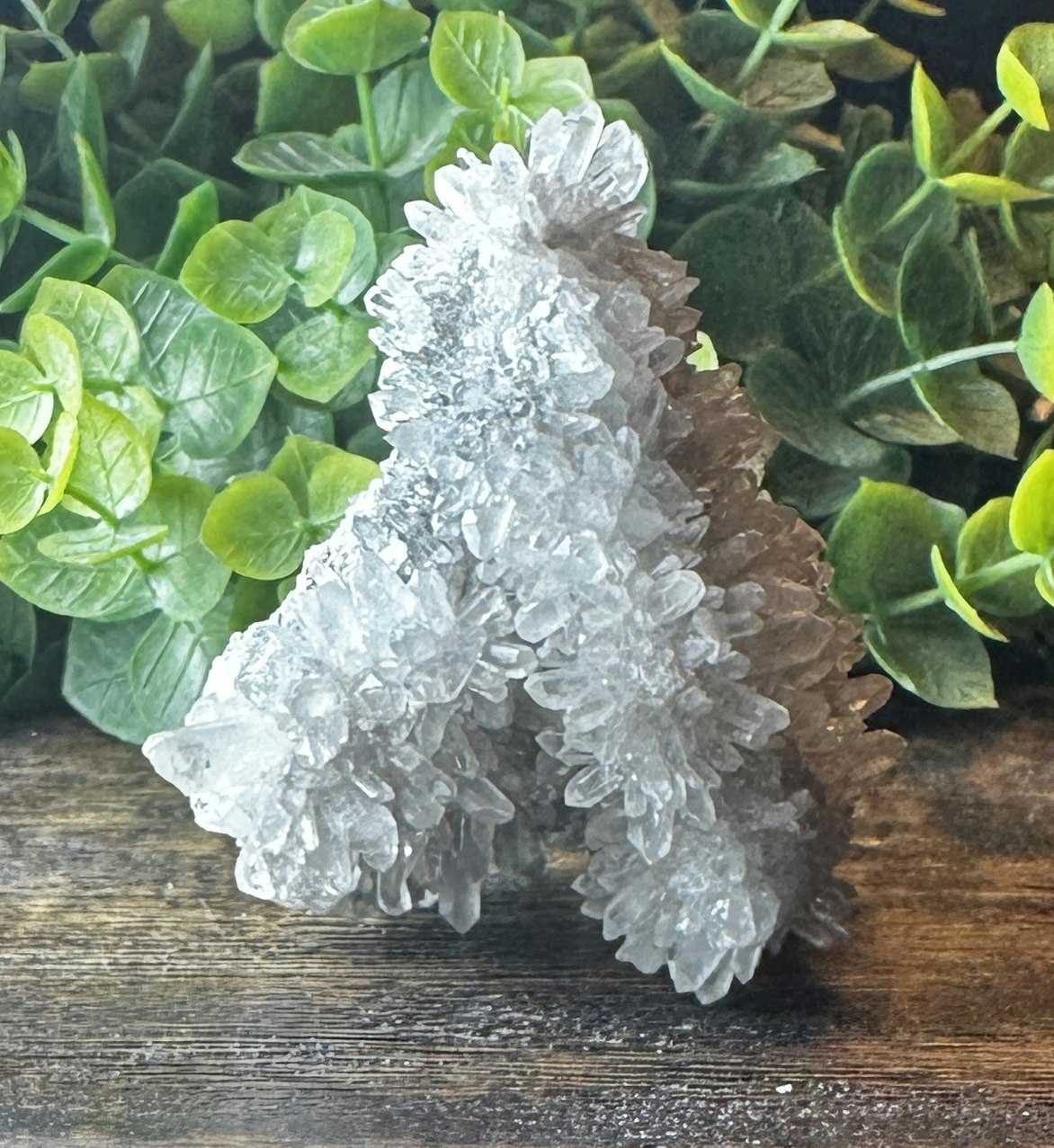 Krysantemum Kvarts