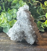 Krysantemum Kvarts