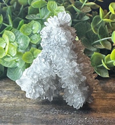 Krysantemum Kvarts