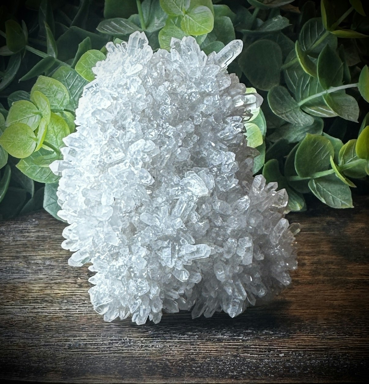 Krysantemum Kvarts