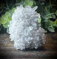 Krysantemum Kvarts