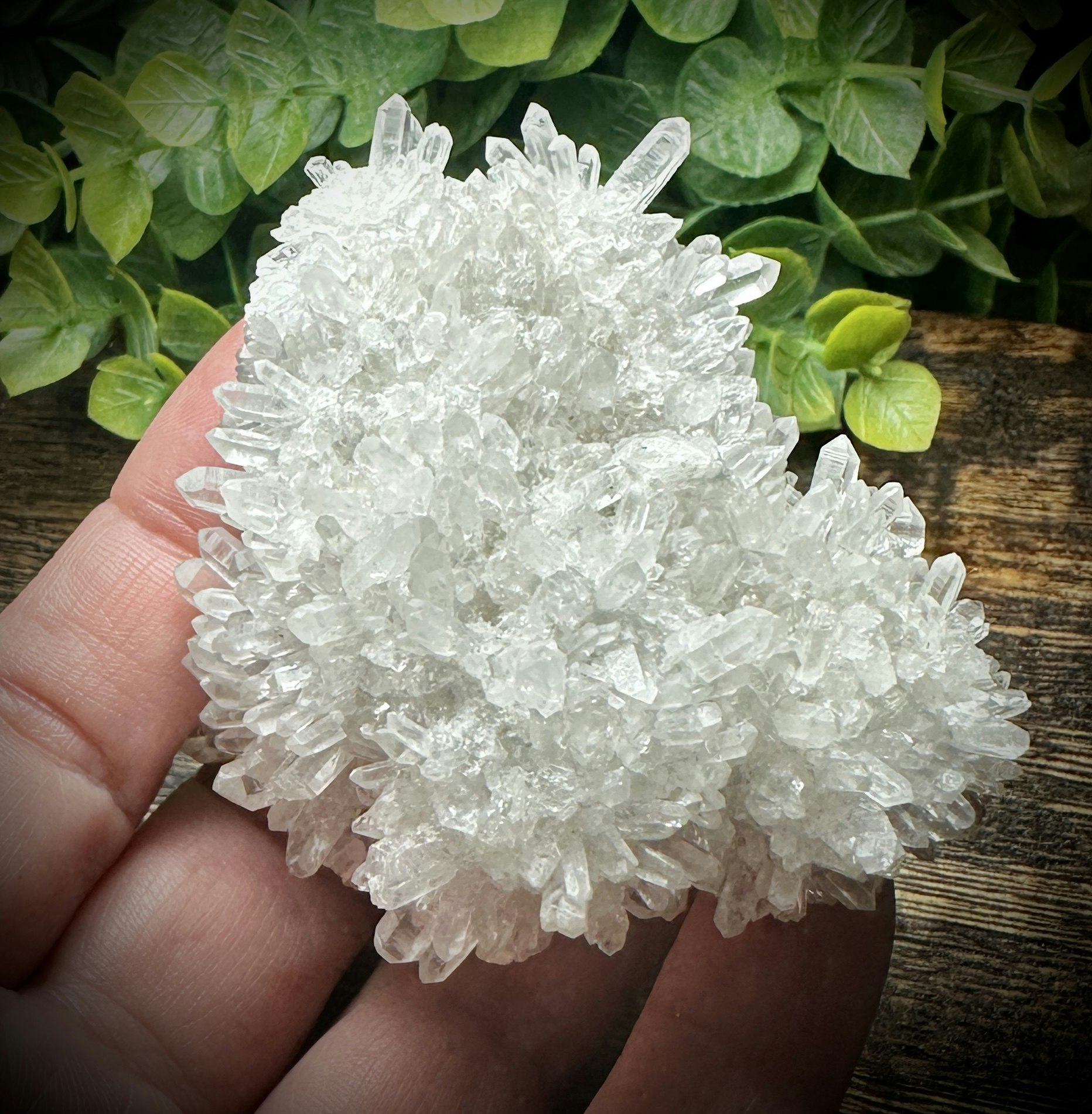 Krysantemum Kvarts