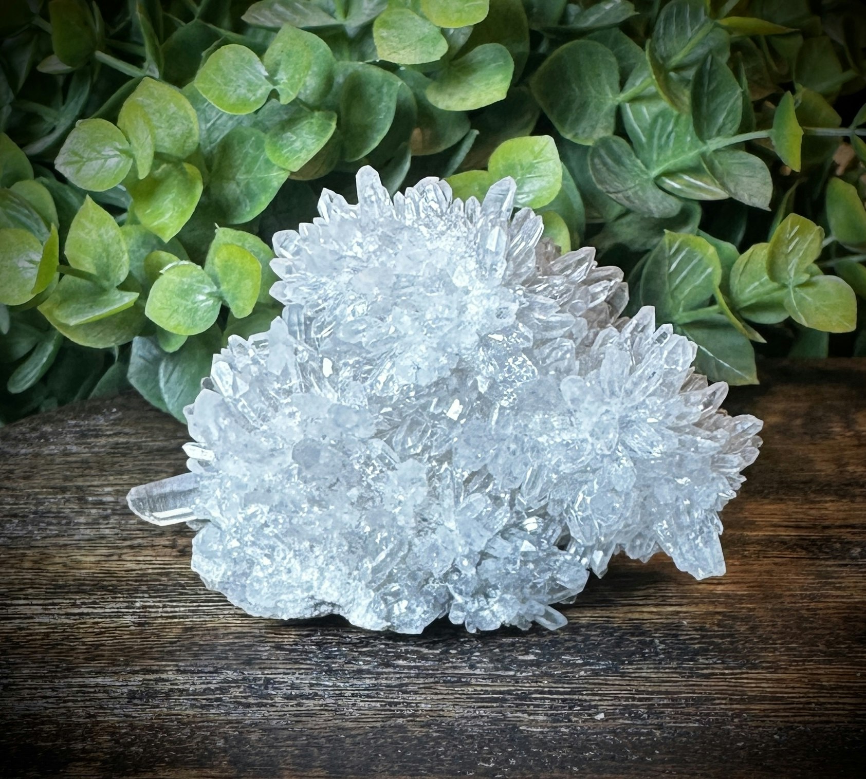 Krysantemum Kvarts