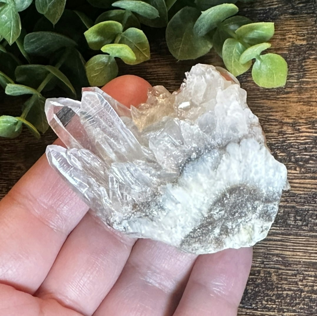 Krysantemum Kvarts