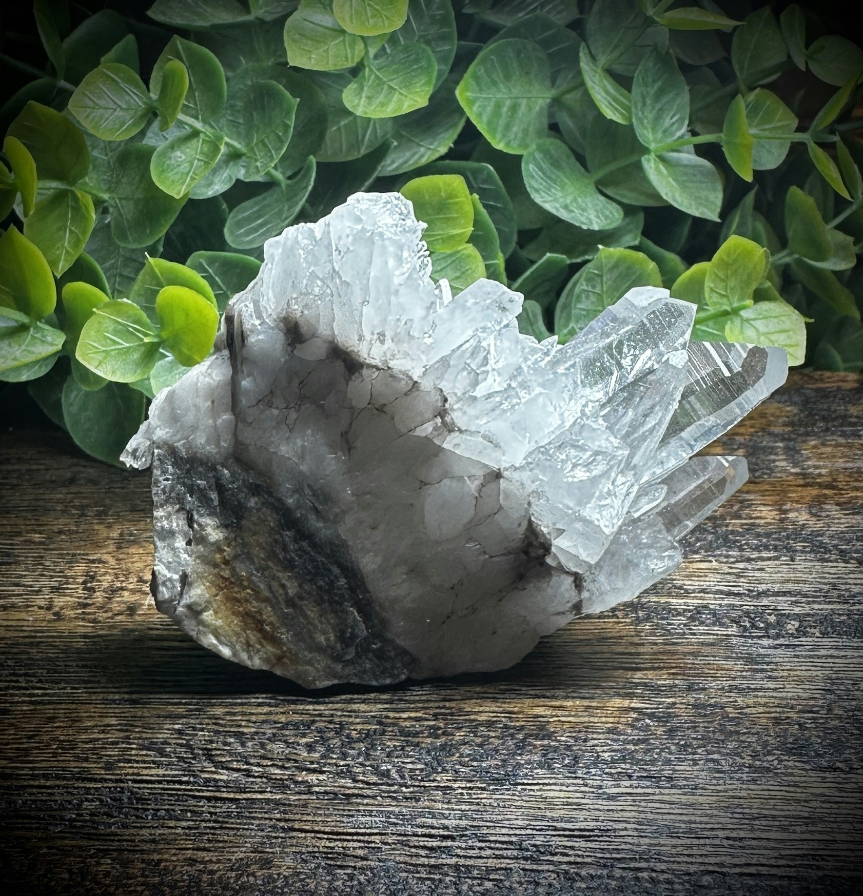 Krysantemum Kvarts