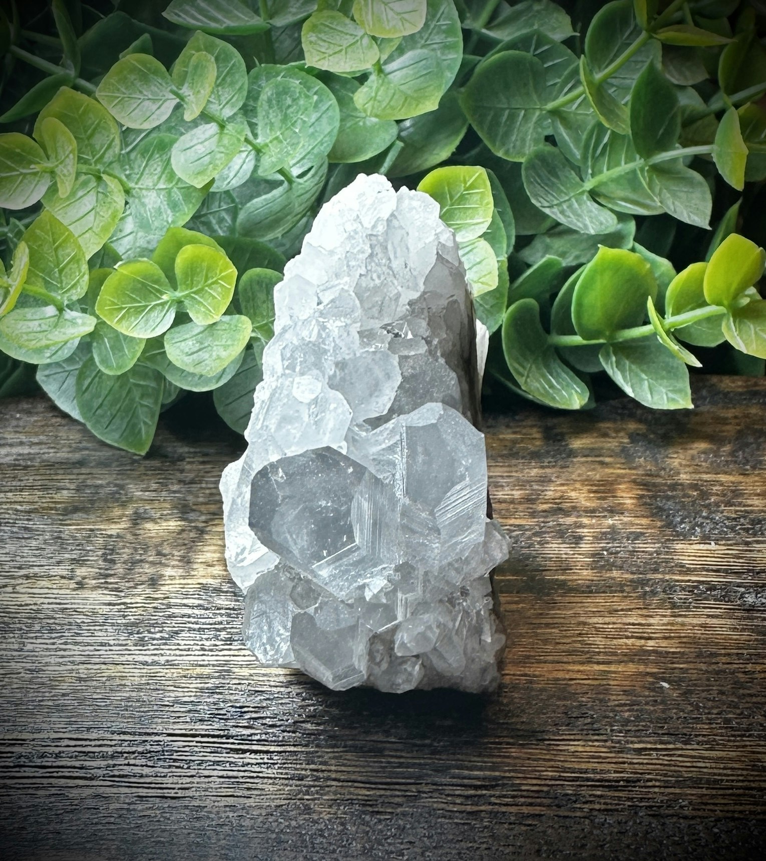 Krysantemum Kvarts