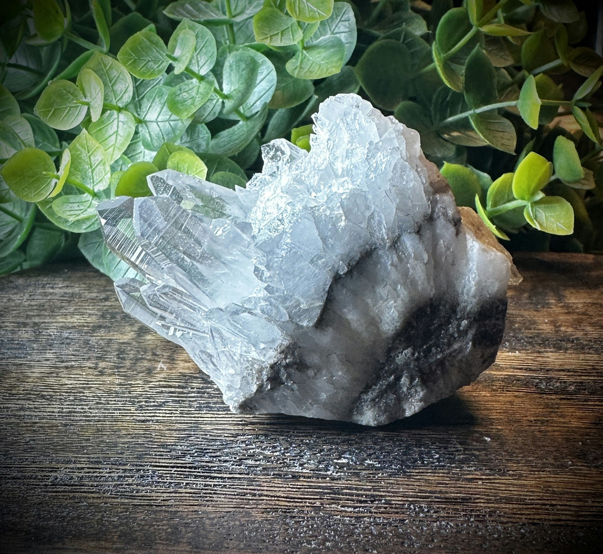 Krysantemum Kvarts