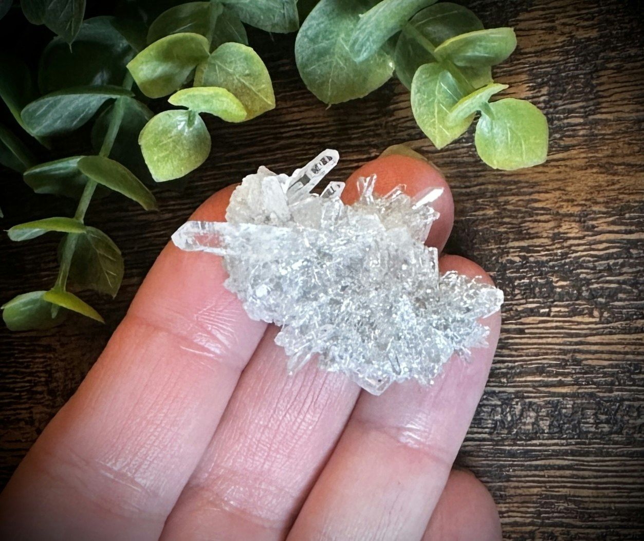 Krysantemum Kvarts