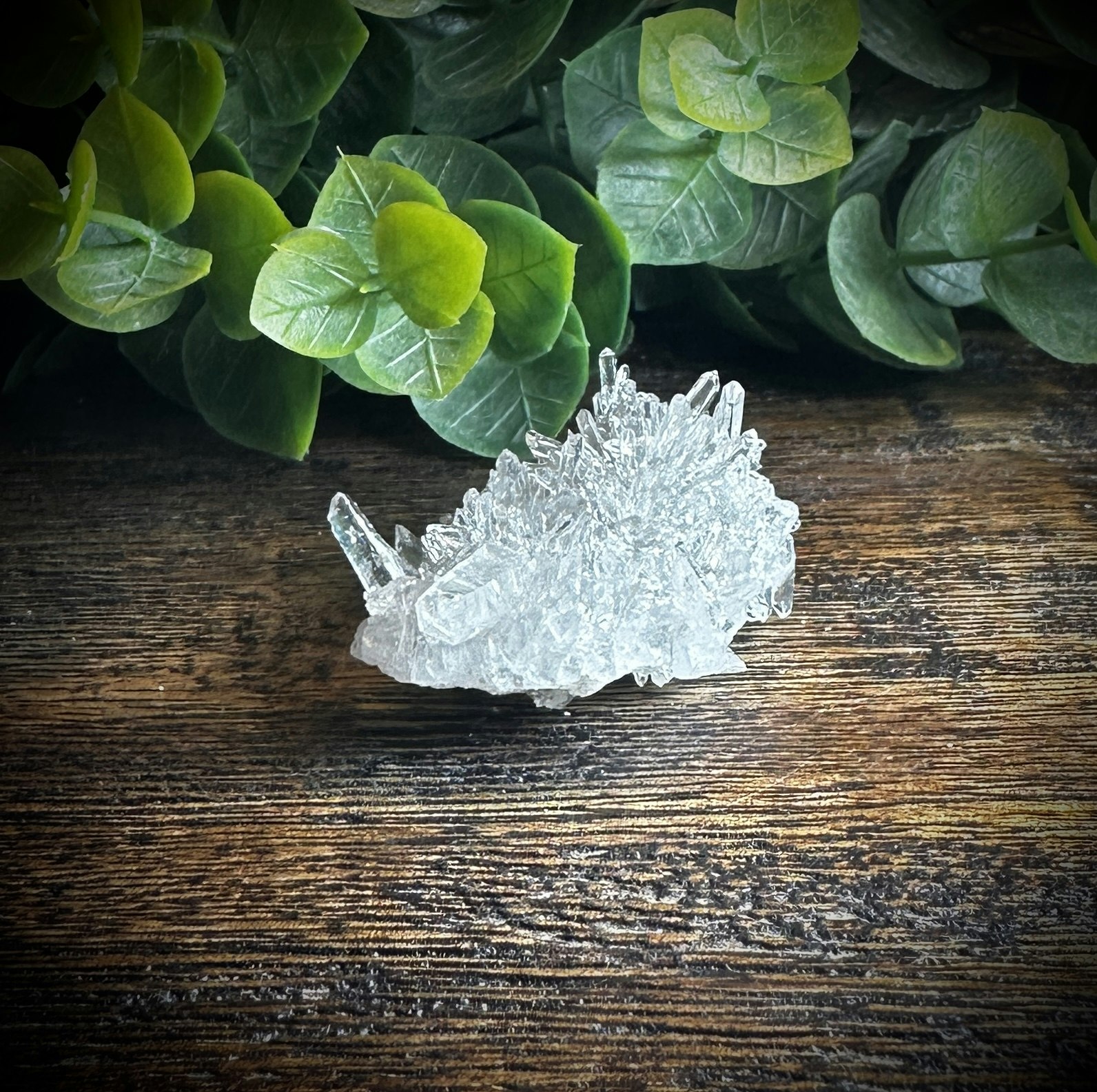 Krysantemum Kvarts