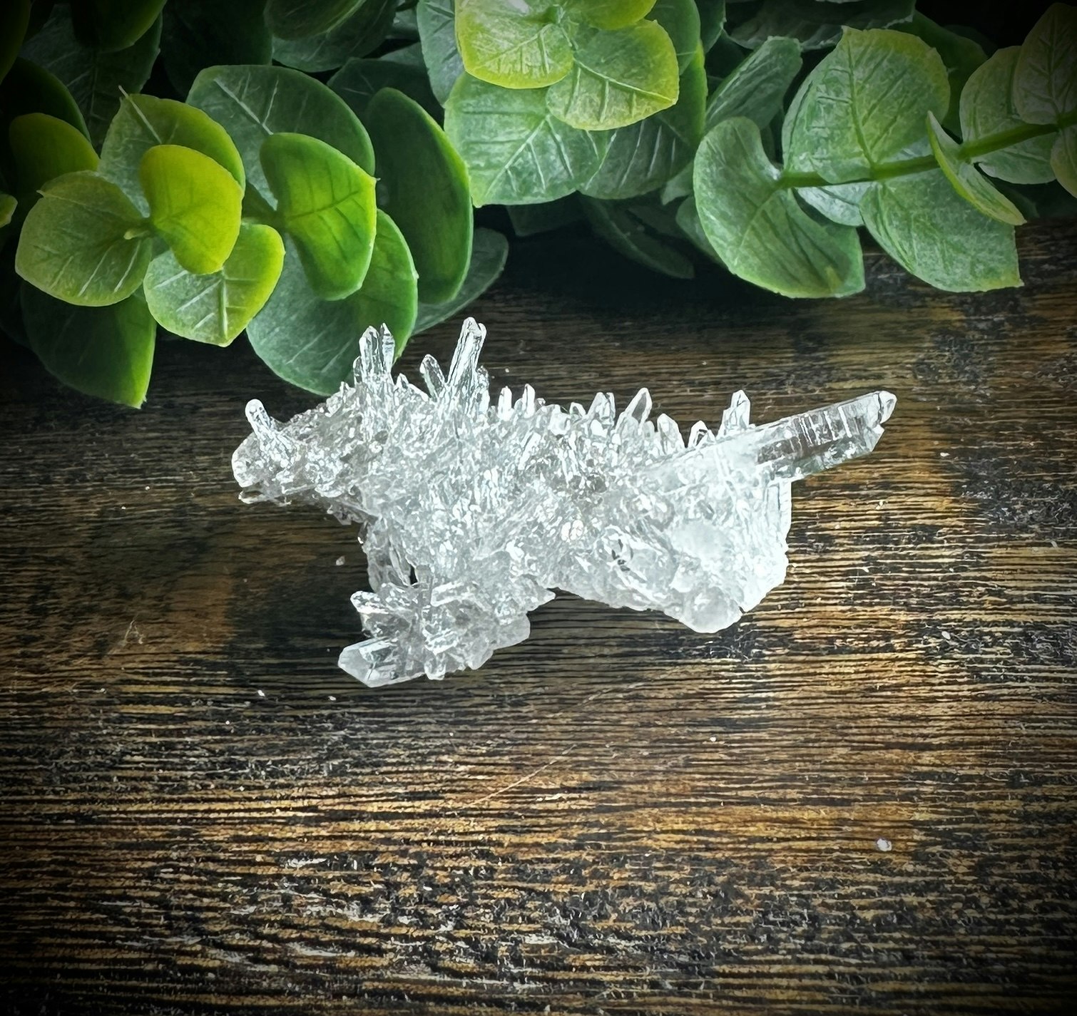 Krysantemum Kvarts
