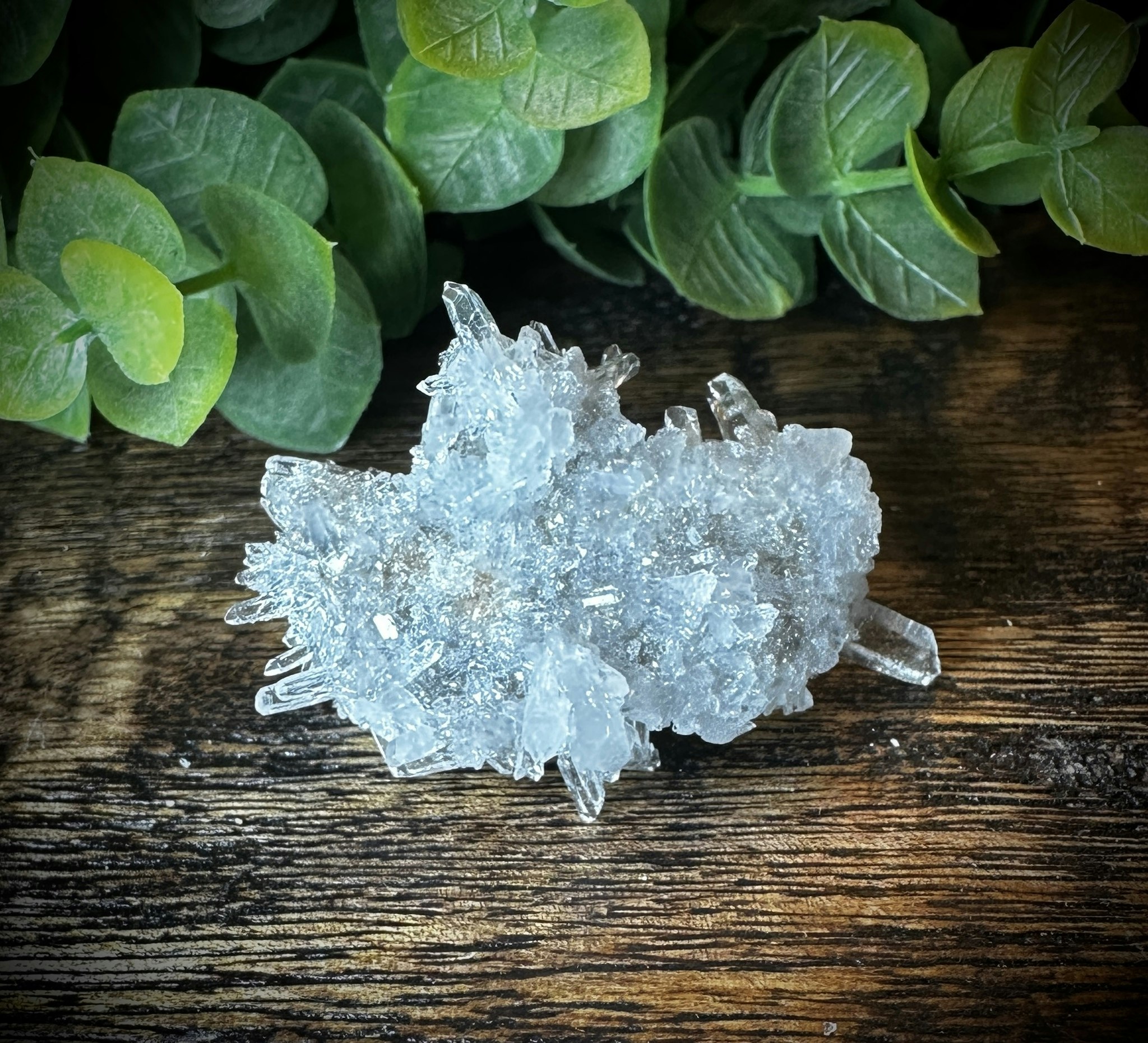 Krysantemum Kvarts