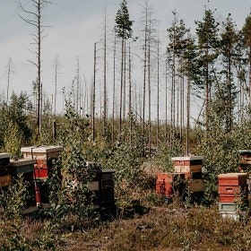 Munkens Hälsa Svensk Honung Propolis & Eukalyptus EKO 500g