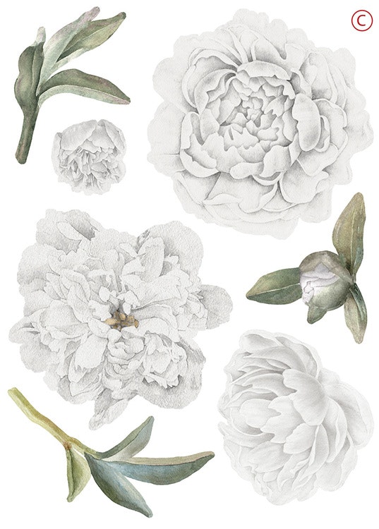 White peonies wall stickers, wall decoration XL 