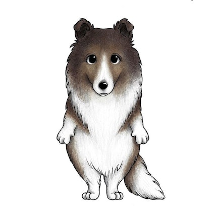 Stickstay the collie Cookie