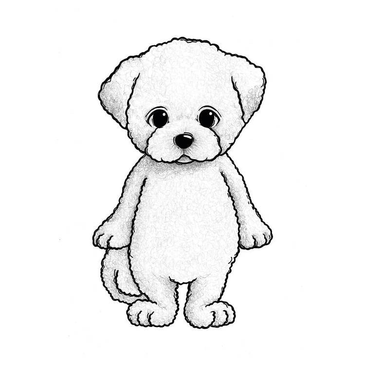 Stickstay the bichon Sugar Stickstay the bichon Sugar