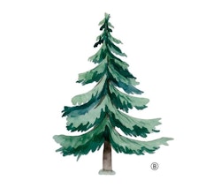 Wall sticker spruce