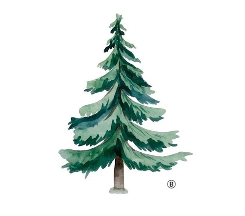 Wall sticker spruce