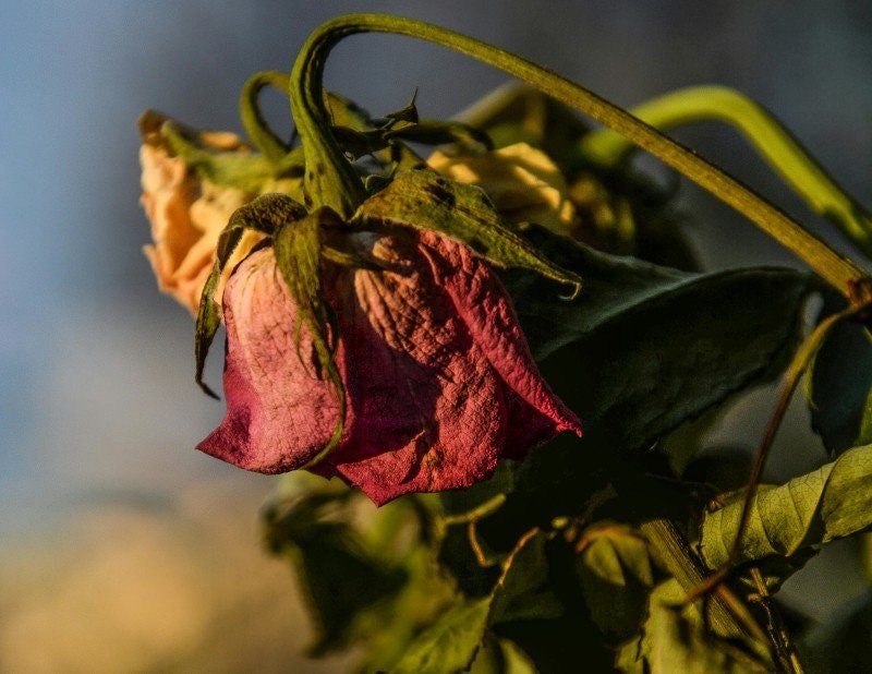 Blommor på alla hjärtans dag? -NEJ!!!