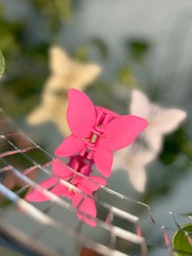 Stella Details Hårklämma Fjäril ALMA Cerise