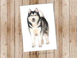 Dog Alaskan Malmute - Art print