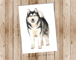 Dog Alaskan Malmute - Art print