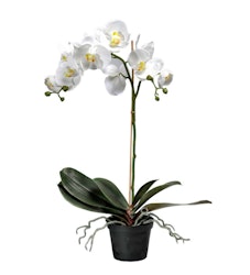 Phalaenopsis VIT 60 cm