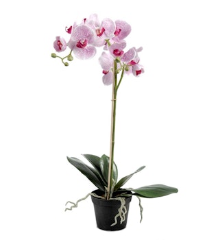Phalaenopsis ROSA 60 cm