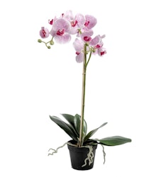 Phalaenopsis ROSA 60 cm
