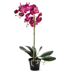 Phalaenopsis LILA 60 cm