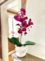 Phalaenopsis LILA 60 cm