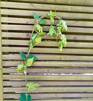 Humle 125 cm (OBS! Endast för avhämtning Båstad)