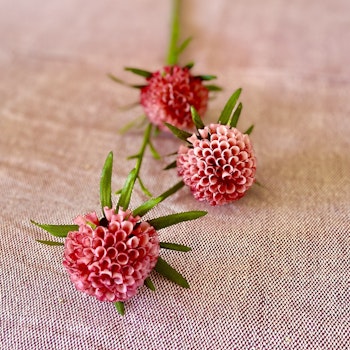 Amaranth rosa 60 cm
