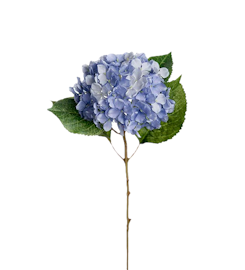 Hortensia blå 40 cm