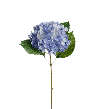 Hortensia blå 40 cm