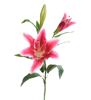 Lilja rosa 70 cm