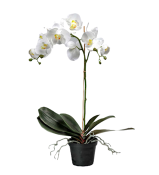 Phalaenopsis VIT 60 cm