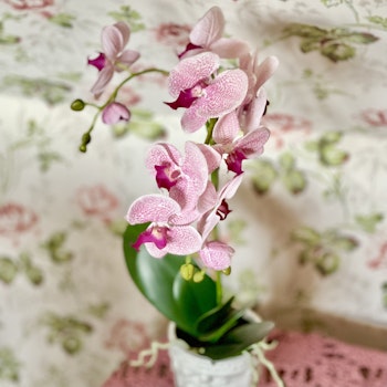 Phalaenopsis ROSA 60 cm