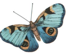 Vackra fjärilar - Smycka dig själv eller ditt paket (Två att välja bland) - Fraktfritt