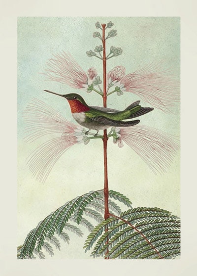 Kort med kuvert - Kolibri i blomman (Fraktfritt)