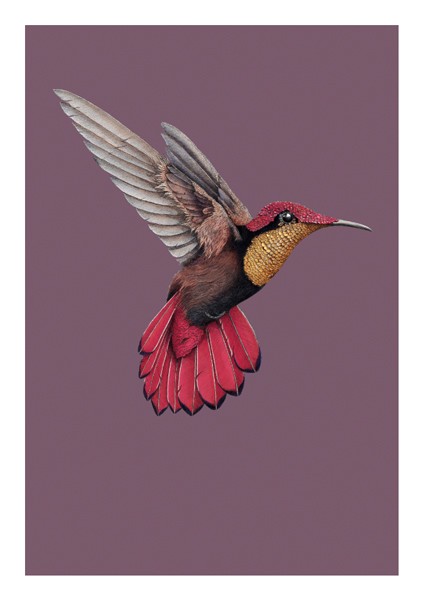 Dubbelt kort med kuvert - Kolibrin (Fraktfritt)