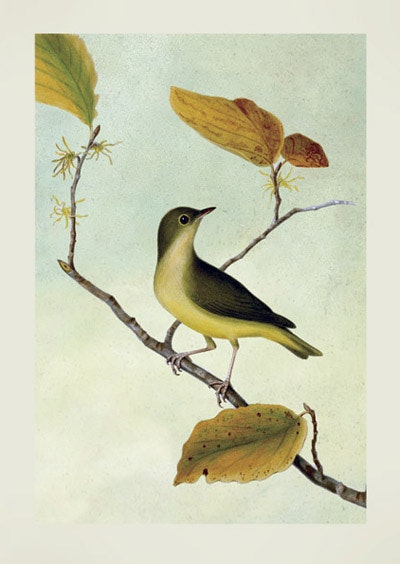 Kort med kuvert - Fågel på gren (Fraktfritt)