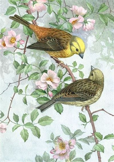 Dubbelt kort med kuvert - Fåglar på gren (Fraktfritt)