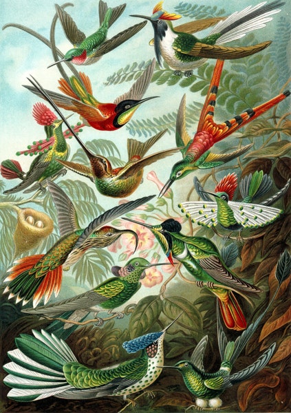 Kort med kuvert - Tropiska fåglar (Fraktfritt)