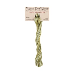 WDW 2196 Scuppernong