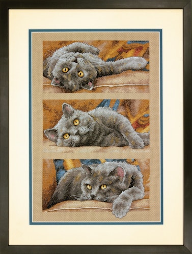 Dimensions - Max The Cat