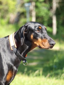 DOG COLLAR - plain fabric, with or without reflex