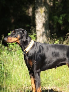 DOG COLLAR - plain fabric, with or without reflex