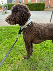 LEASH - black polypropelene