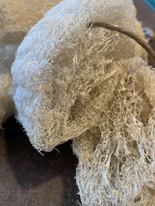 Loofa - shower sponge