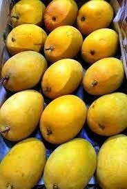 Fresh Alphonso Mango 10-12 Pieces (1 Box) (Variant 3)